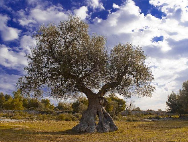 MASLINA ( Olea europea )